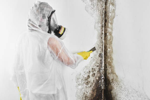 Best Mold Remediation  in Dover Beaches North, NJ