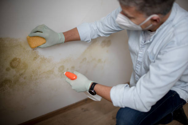 Best Affordable Mold Removal  in Dover Beaches North, NJ