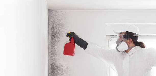 Best Fast Mold Removal  in Dover Beaches North, NJ