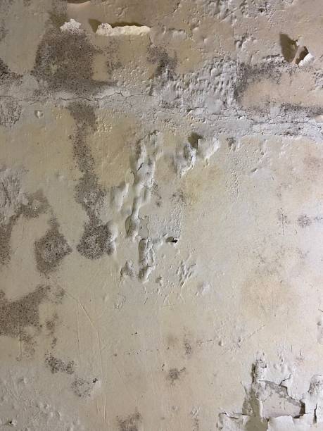 Trusted Dover Beaches North, NJ Mold Removal Experts