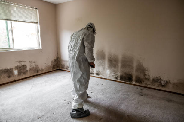 Best Professional Mold Removal  in Dover Beaches North, NJ