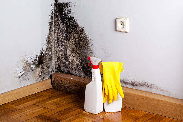 Best Mold Testing  in Dover Beaches North, NJ