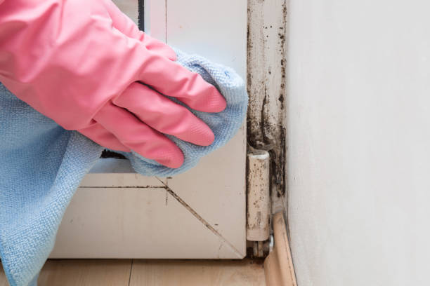 Attic Mold Removal in Dover Beaches North, NJ