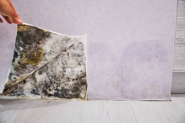 Best Mold Removal Company Near Me  in Dover Beaches North, NJ